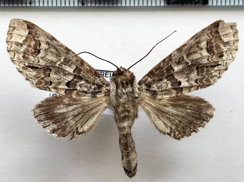 sericochroa_torresi_m02_gf-standard.jpg