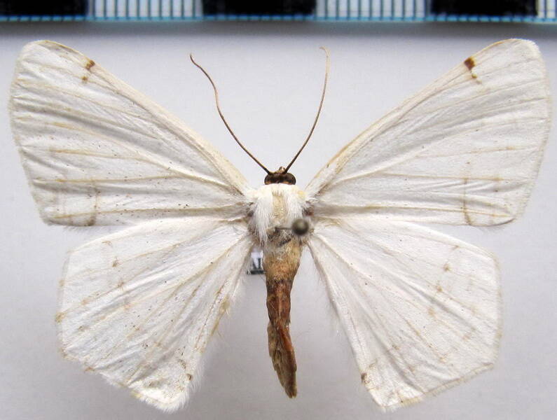 sericoptera_aera_gf01-standard.jpg