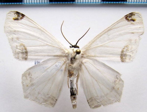 Sericoptera mahometaria mâle Equateur