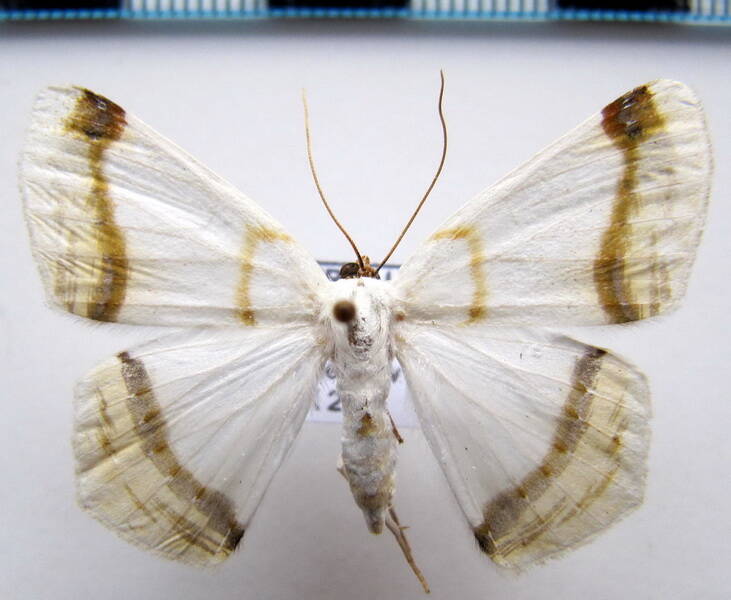 sericoptera_mahometaria_gf02-standard-czvfui.jpg