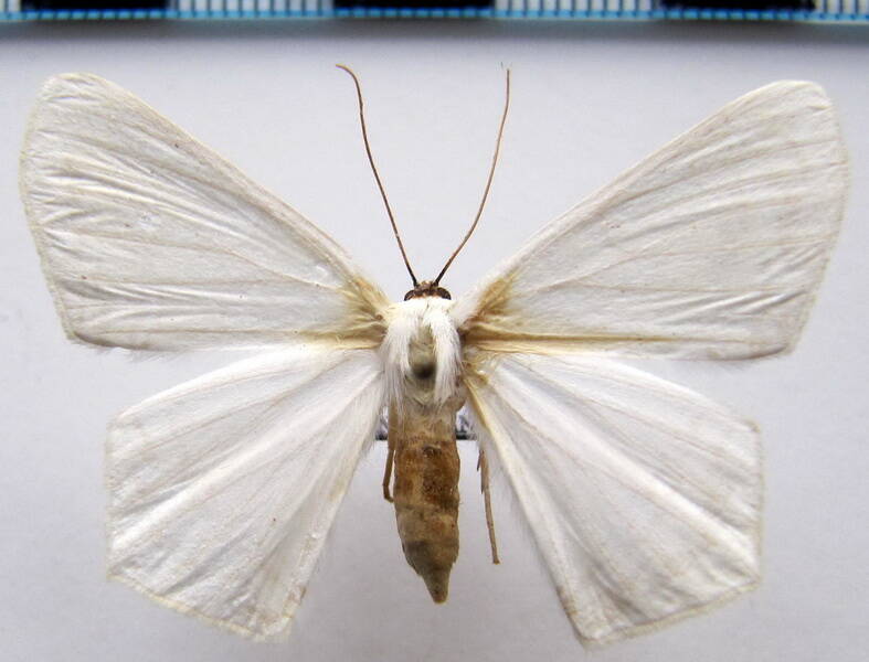 sericoptera_penicillata_gf-standard.jpg