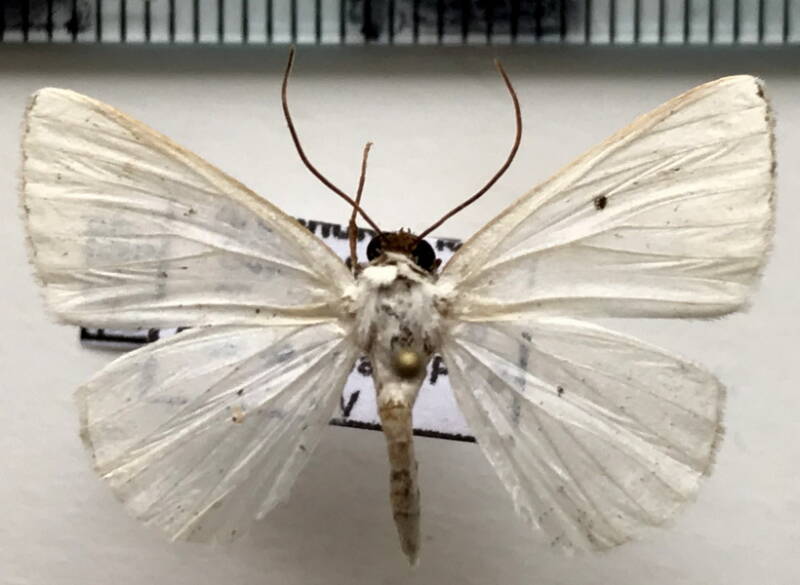 sericoptera_penicillata_m_gf-standard.jpg