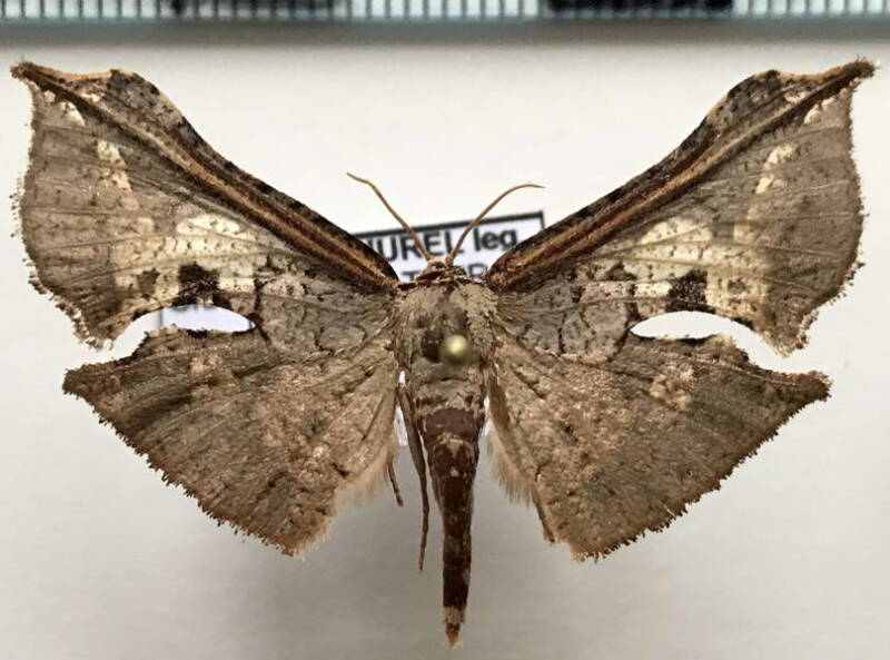 siculodinae_sp235_eq-standard.jpg