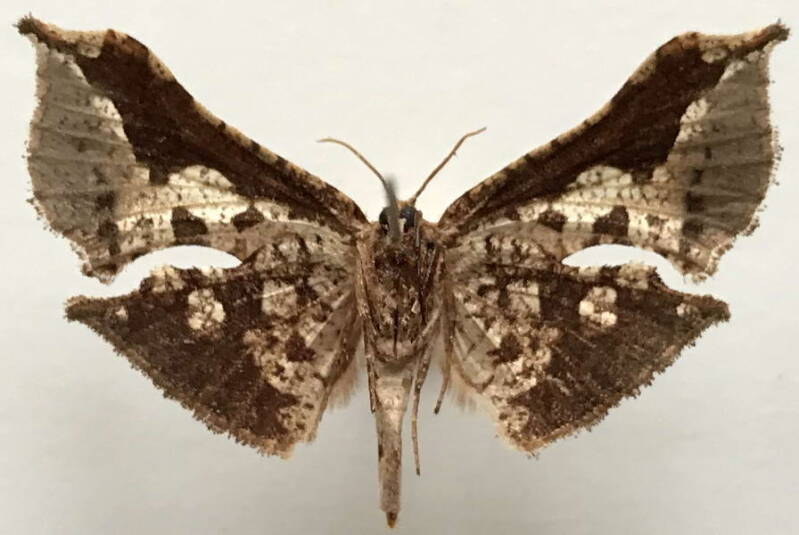 siculodinae_sp235_eq-v-standard.jpg