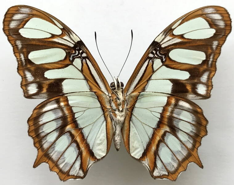 siproeta_stelenes_meridionalis_m_bresil_v-standard.jpg