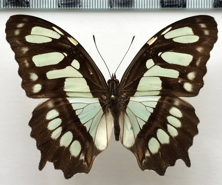 siproeta_stelenes_meridionalis_m_panama-standard.jpg