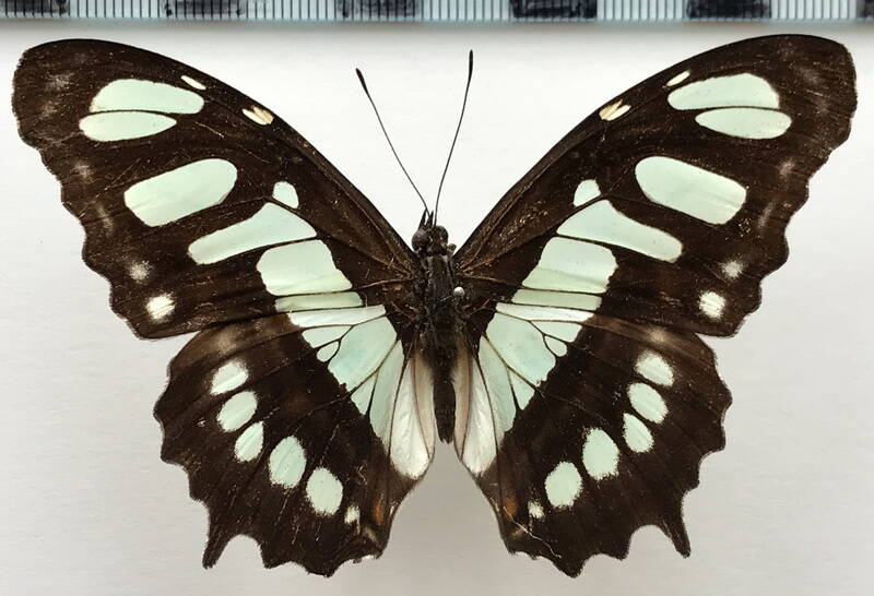 siproeta_stelenes_meridionalis_m_perou-standard-2uw388.jpg