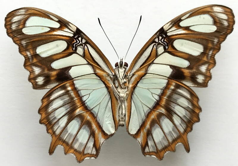 siproeta_stelenes_meridionalis_m_perou_v01-standard-lwu87e.jpg