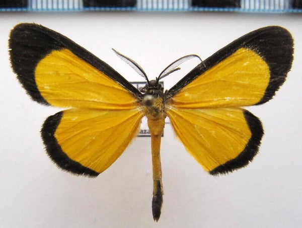 Smicropus elegans mâle Equateur
