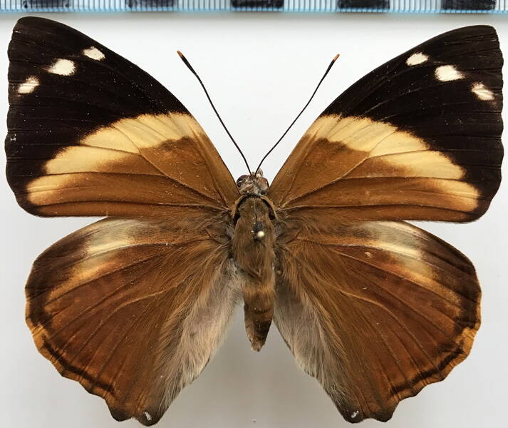 smyrna_blomfildia_f_br-standard.jpg