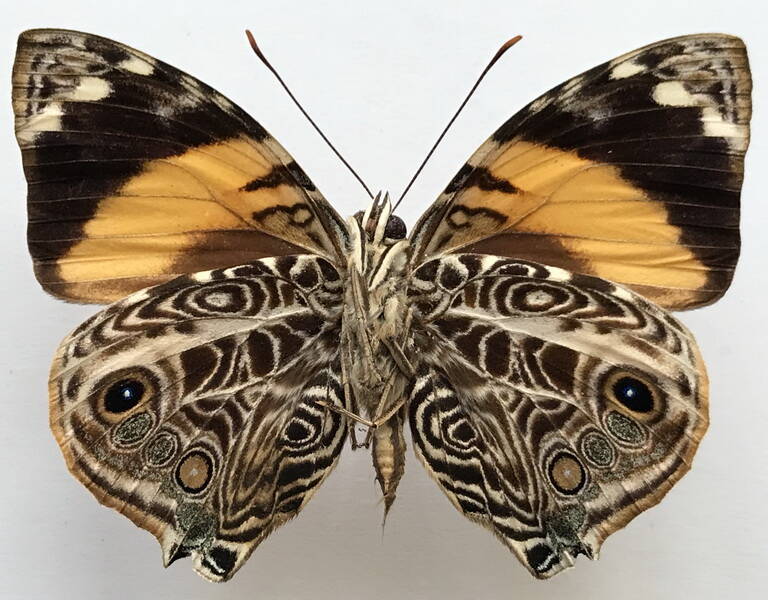 smyrna_blomfildia_m_eq_v-standard.jpg