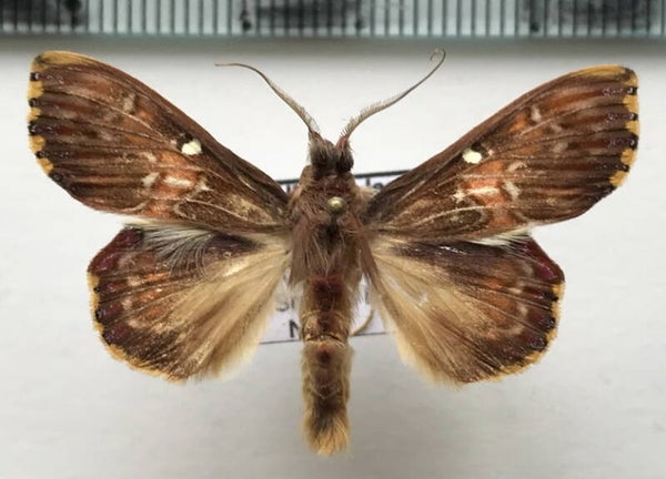 Sosxetra grata mâle Equateur