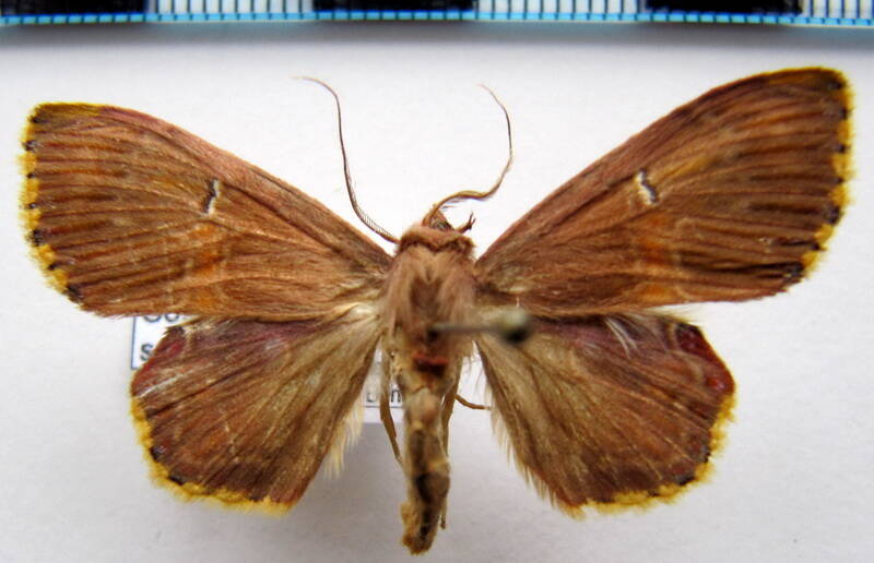 sosxetra_sp_bol-standard.jpg