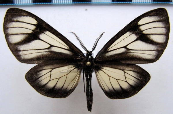 Geometridae sp 123  mâle Equateur