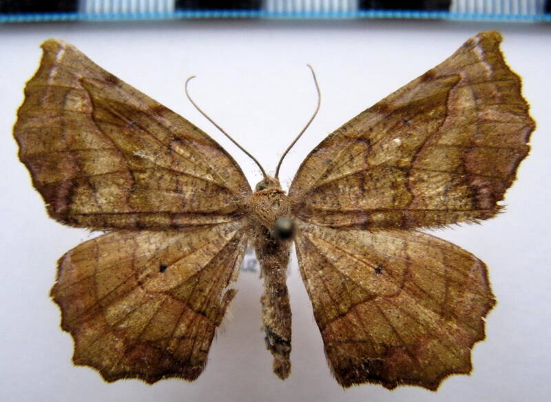 sp-126_mex-standard.jpg