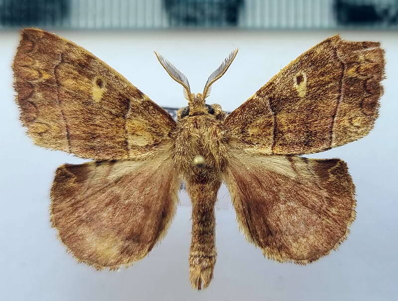 sp1082-standard.jpg