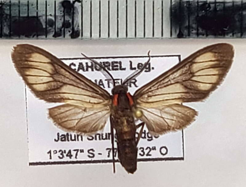 sp1095_m_eq-standard.jpg