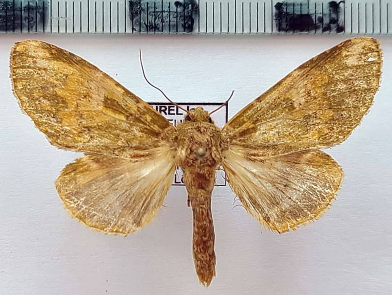 sp1096_f_eq-standard.jpg