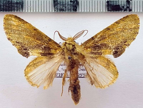 sp 1097 mâle Equateur