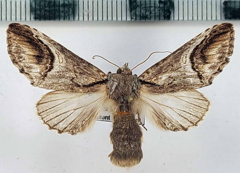 sp1107_gf-standard.jpg