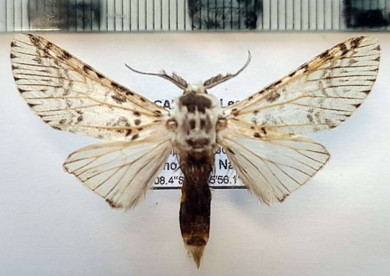 sp1183_m_eq-standard.jpg
