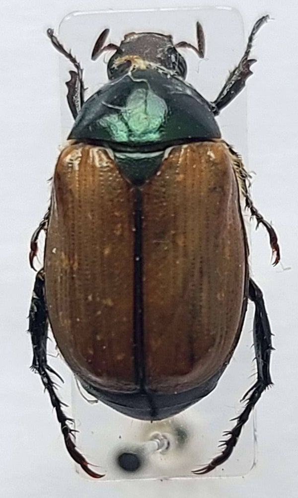 Anomalini sp 1208 Equateur