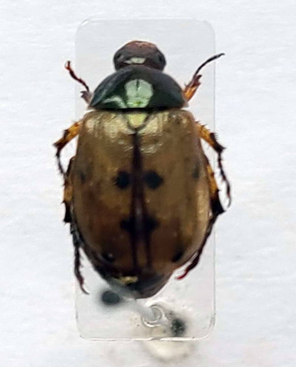 Anomalini sp 1209 Equateur