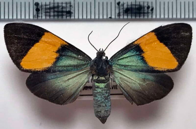 sp853_bol-standard.jpg