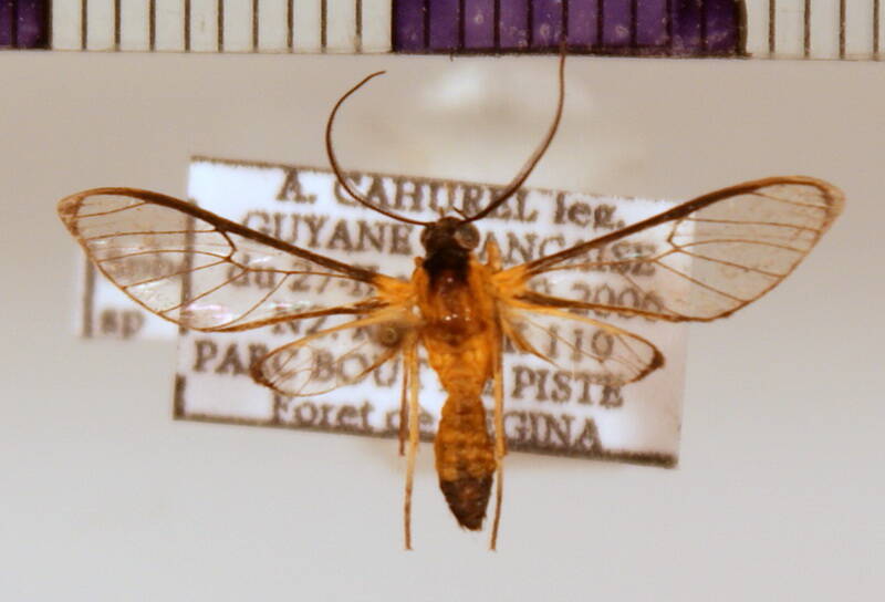 sphecosoma_sp-standard.jpg