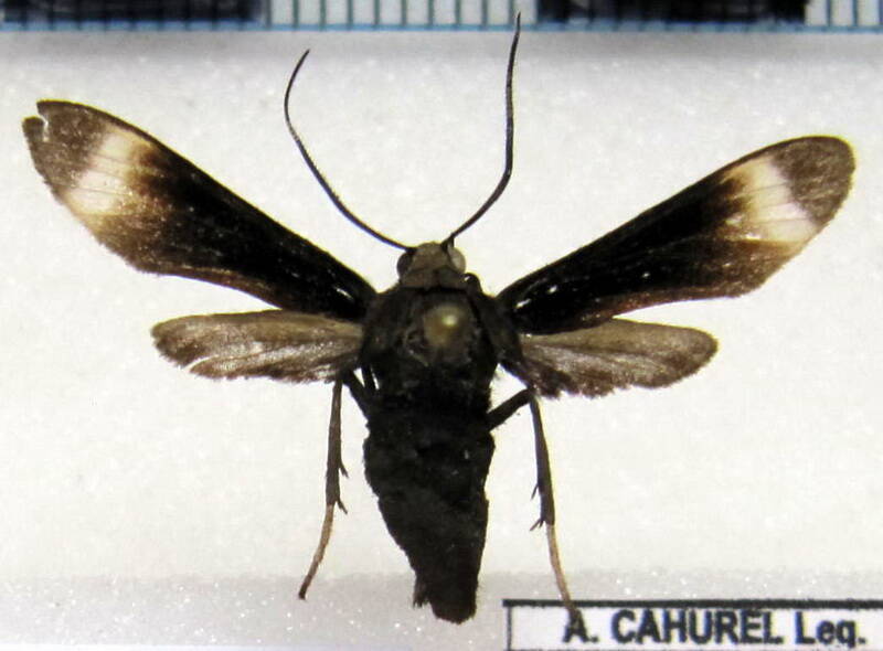 sphecosoma_sp02_bol-standard.jpg