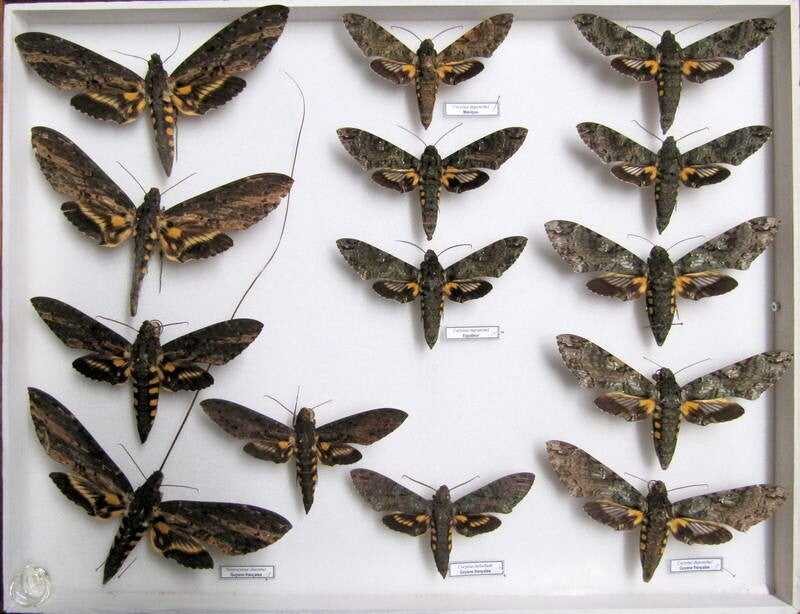 Temp Insecte Sphingidae collection / Collection de papillons et insectes | cahurel.fr