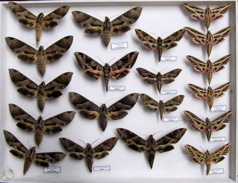 Sphingidae amérique du sud