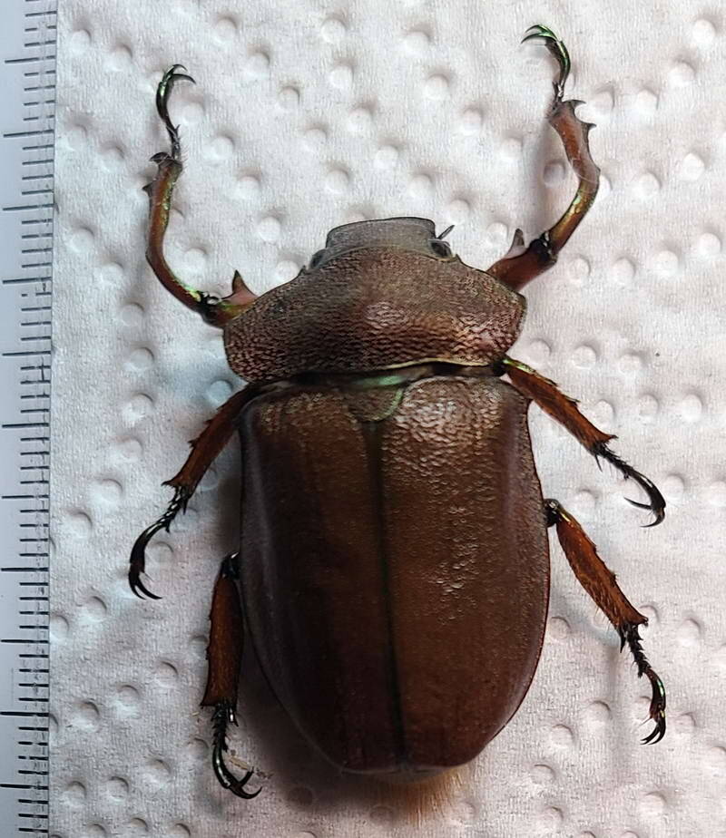 spodochlamys_mirabilis_m_Equateur