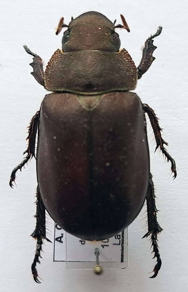 Spodochlamys sp   Equateur