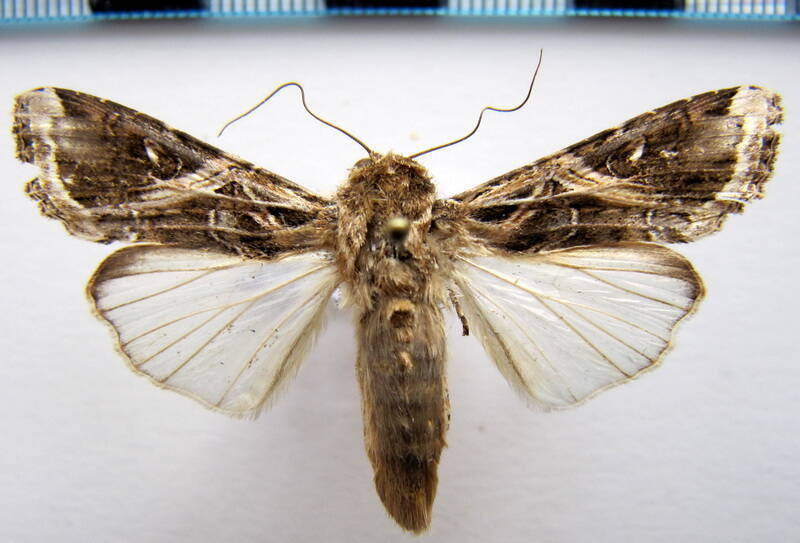 spodoptera_cosmiodes_gf-standard.jpg
