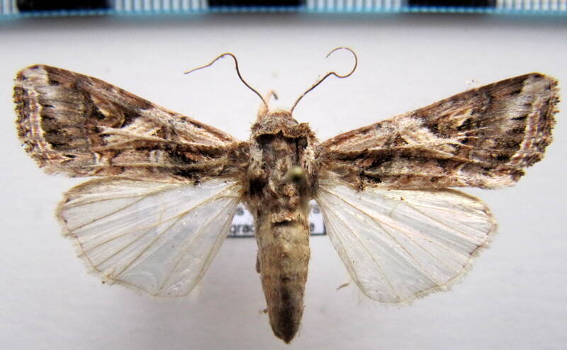 spodoptera_sp_gf-standard.jpg