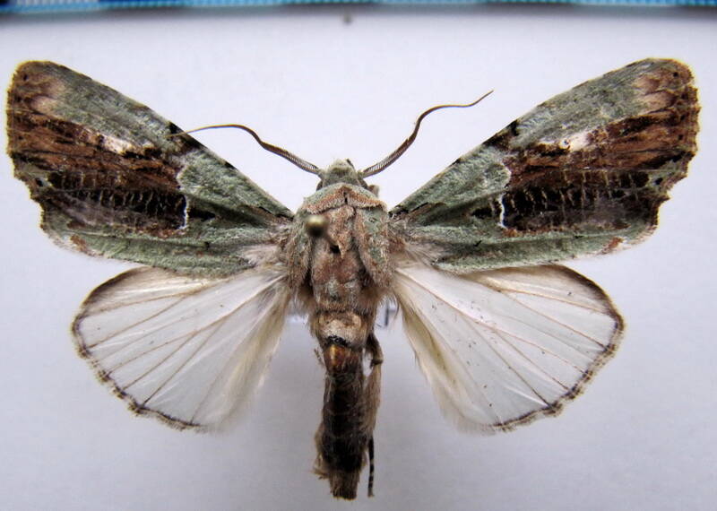 stauropides_superba_eq-standard-4duazn.jpg