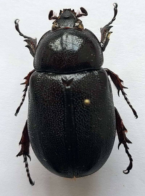 Stenocrates omissus  Guyane fr