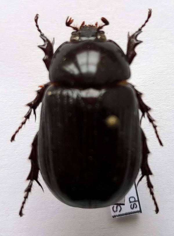 Stenocrates sp 1190  Guyane fr