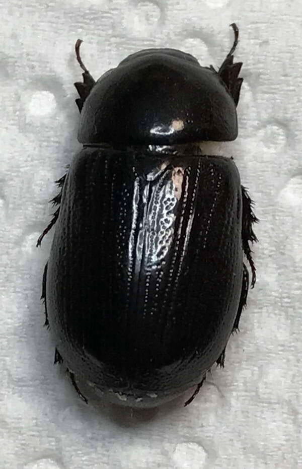 stenocrates_sp_Equateur