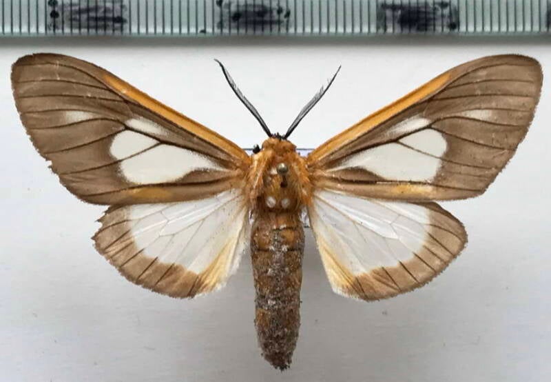 stenognatha_gentilis_m_bresil-standard.jpg