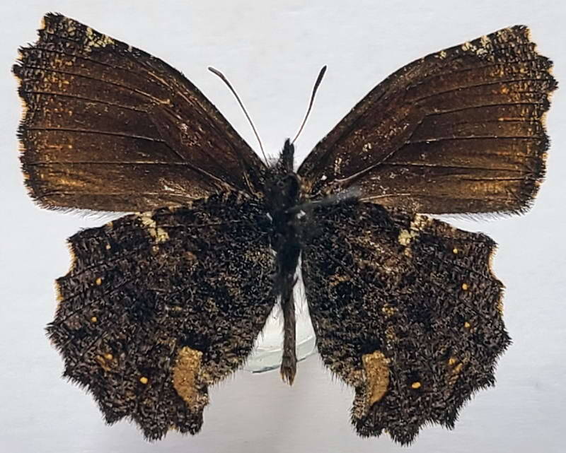 steremnia_monachella_m_eq_v-standard.jpg