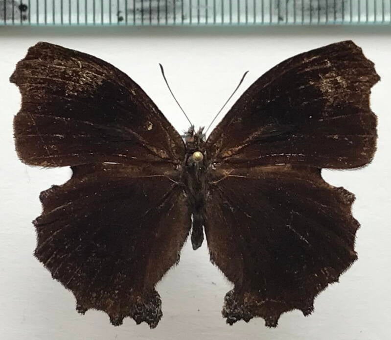 steroma_bega_andensis_m_eq-standard.jpg