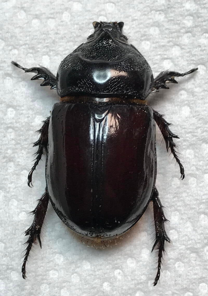 strategus_aloeus_f_Equateur