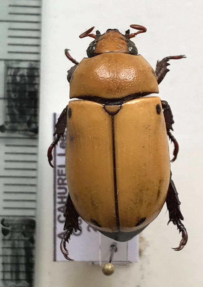 strigidia_quadripunctata_Guyane fr