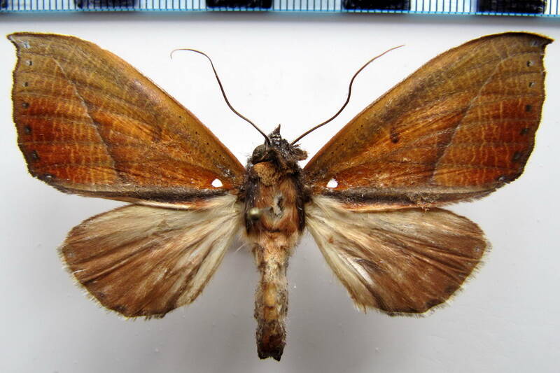 strophocerus_albonotata_f_eq-standard.jpg