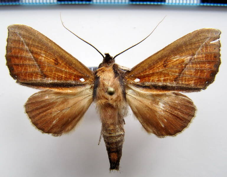 strophocerus_albonotata_m_gf-standard.jpg