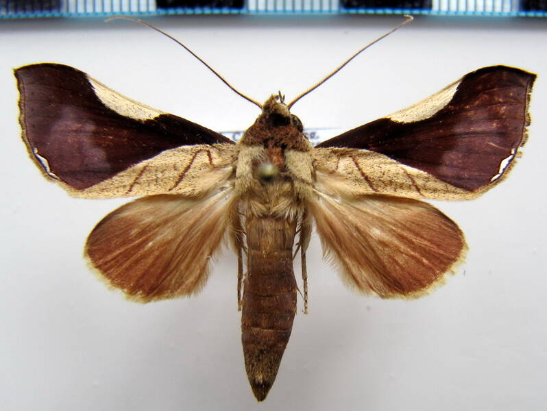 strophocerus_hermieri_gf-standard.jpg