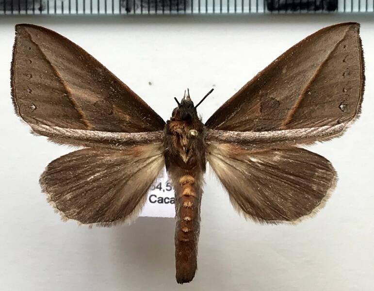 strophocerus_rectilinea_m_gf-standard.jpg