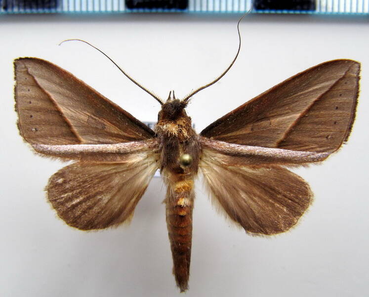 strophocerus_sericea_gf-standard.jpg